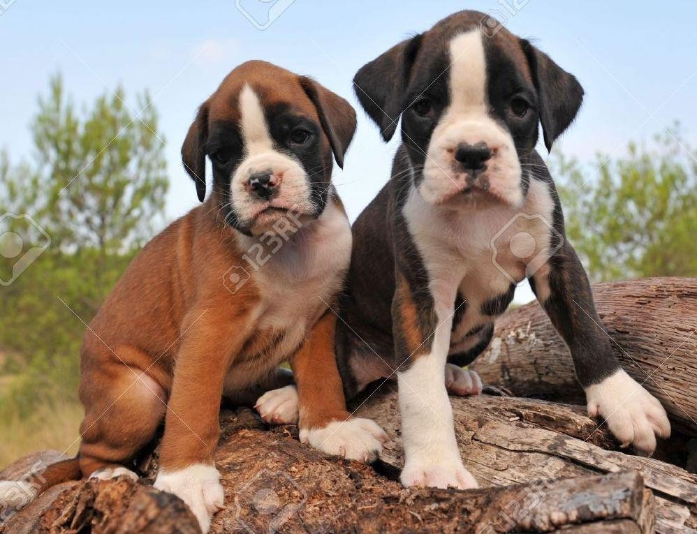 Boxer Puppies For Sale Jacksonville, FL 147471