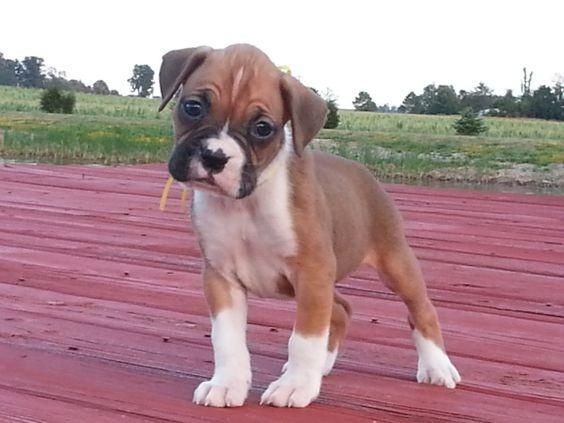 Boxer Puppies For Sale St. Louis, MO 153865 Petzlover