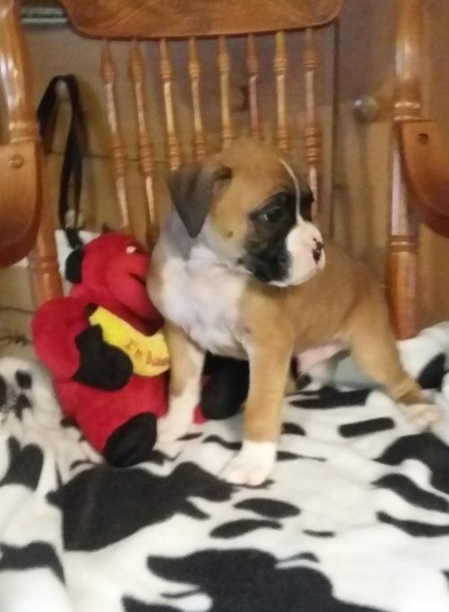 Boxer Puppies For Sale San Diego, CA 158750 Petzlover