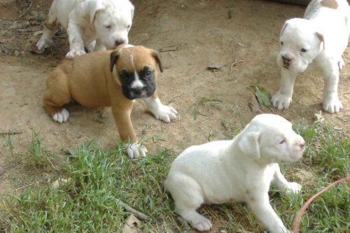 Boxer Puppies For Sale Akeley, MN 160618 Petzlover