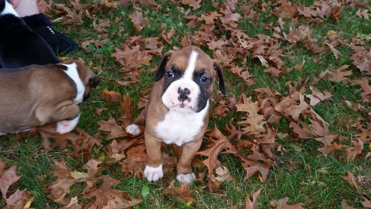 Boxer Puppies For Sale Grand Rapids, MI 171290