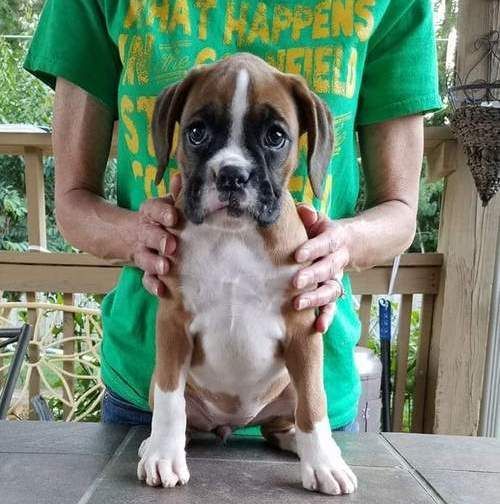 Boxer Puppies For Sale Houston, TX 217322 Petzlover