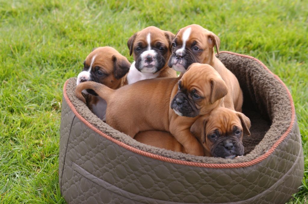"Boxer" Puppies for sale in Winston-Salem, nc from top br...
