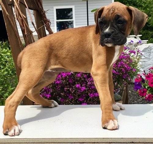 Boxer Puppies For Sale Asheville, NC 245251 Petzlover