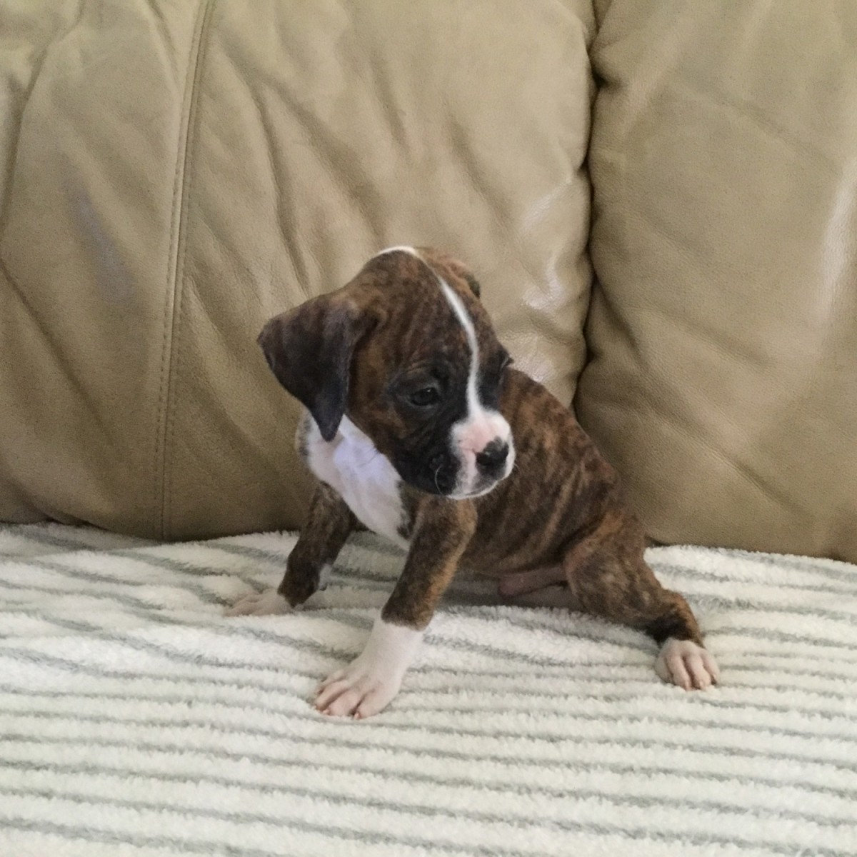 Boxer Puppies For Sale Moreno Valley, CA 250514
