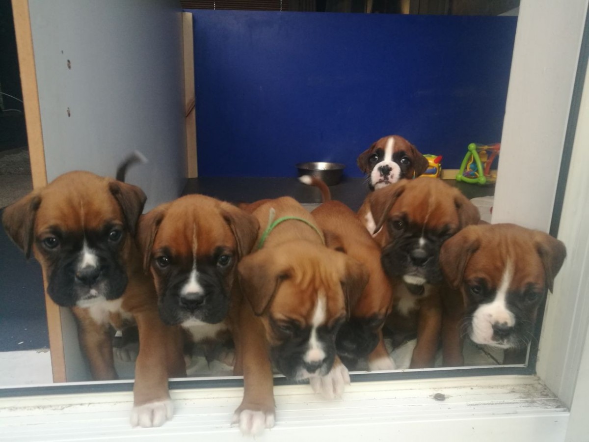 Boxer Puppies For Sale Pittsburgh, PA 254589 Petzlover
