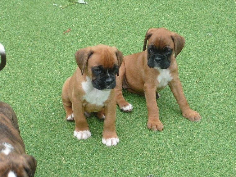 Boxer Puppies For Sale Orlando, FL 256361 Petzlover