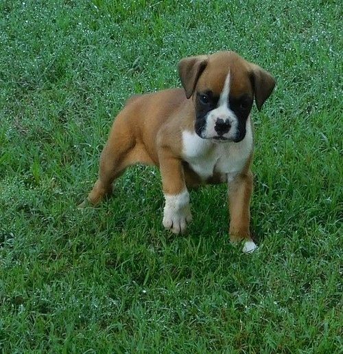 Boxer Puppies For Sale Richmond, VA 265214 Petzlover