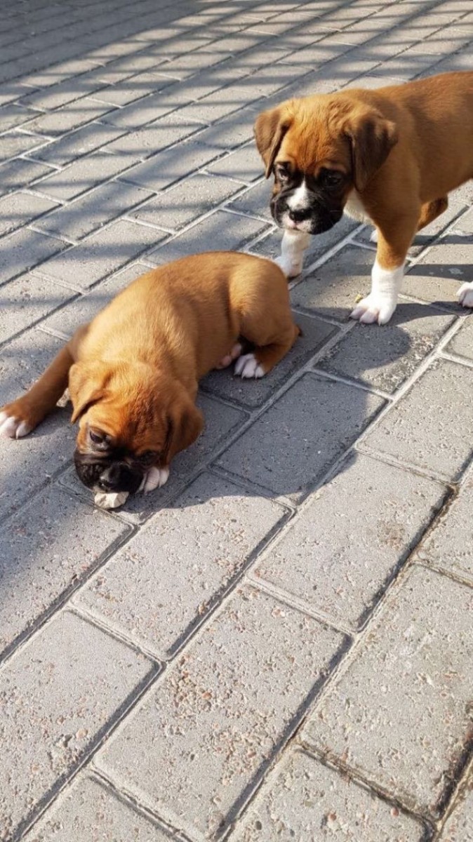 Boxer Puppies For Sale Pittsburgh, PA 281422 Petzlover