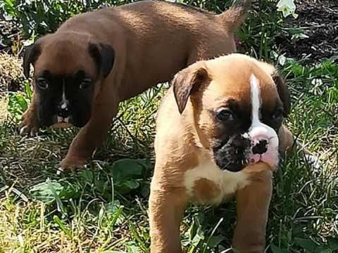 Boxer Puppies available for sale in Dauphin County, pa from top breeders an...