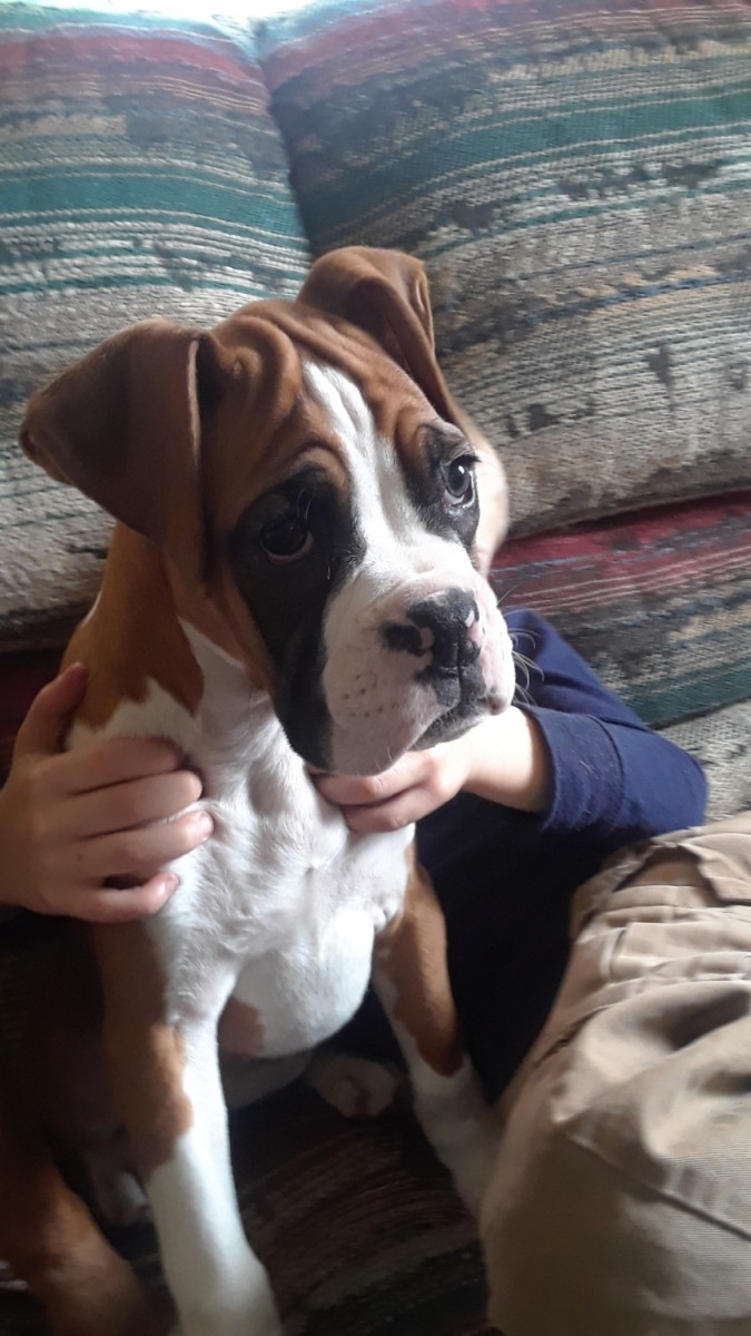 Boxer Puppies For Sale Elkton, MD 291232 Petzlover