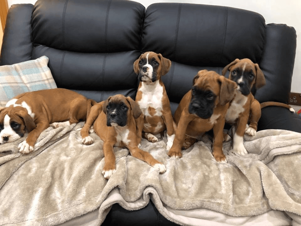 Boxer Puppies For Sale Las Vegas, NV 293877 Petzlover