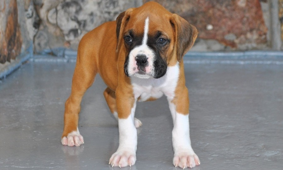 Boxer Puppies For Sale Jacksonville, FL 321354