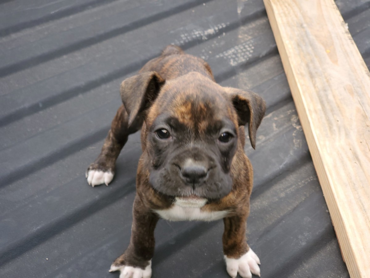 Boxer Puppies For Sale Gulf Bridge Court, Houston, TX