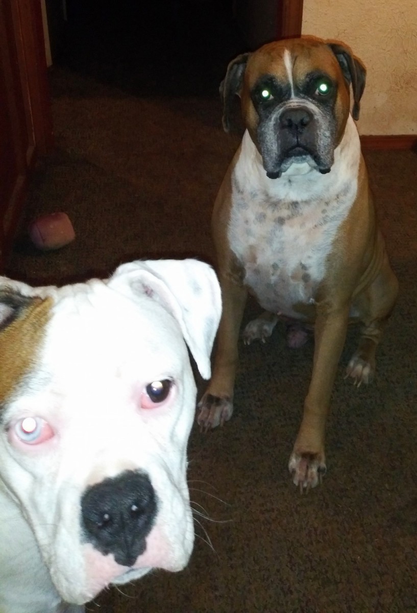 Boxer Puppies For Sale Oklahoma City, OK 326568