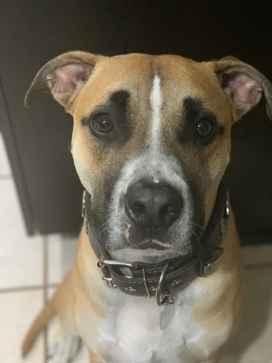 Boxer Puppies For Adoption Tampa Fl / Dog Adoption Tampa