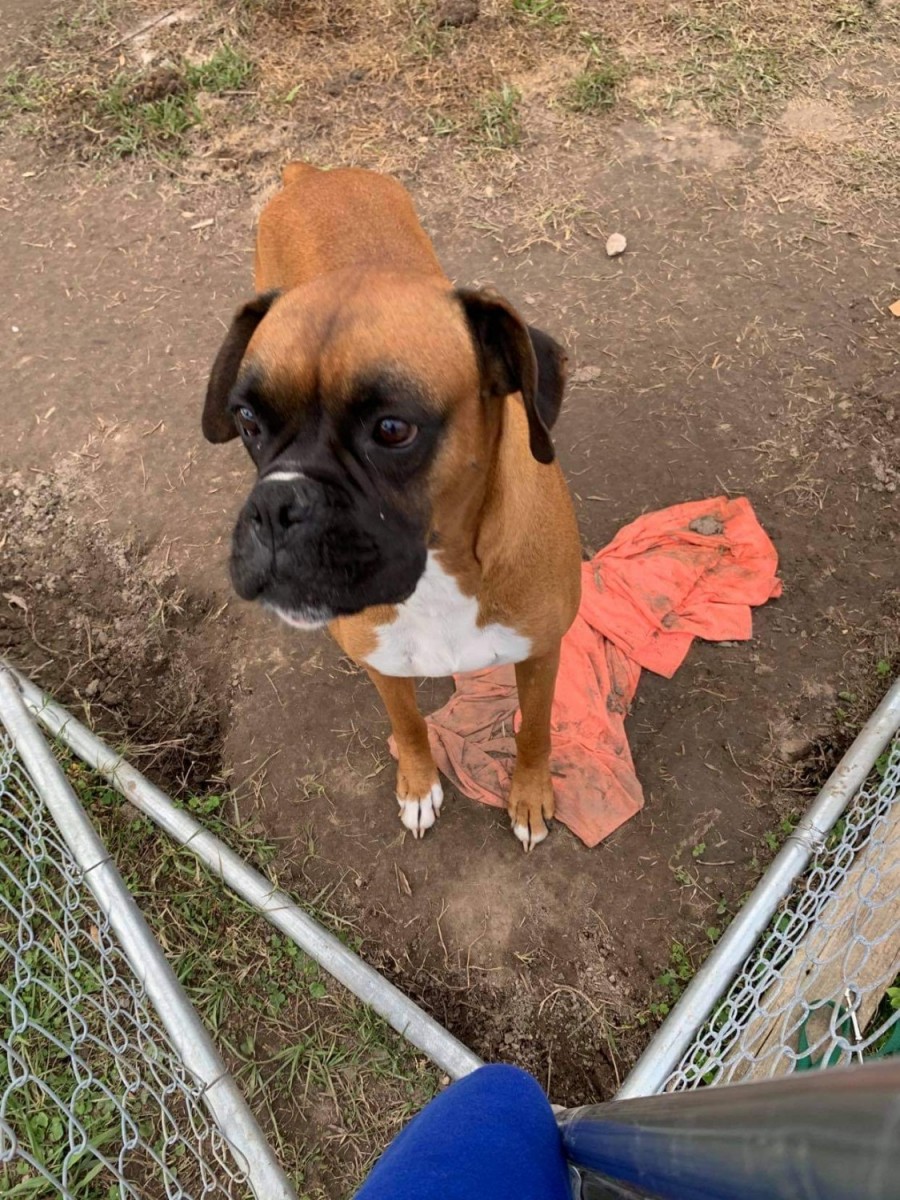Boxer Puppies For Sale | Watha, NC #343003 | Petzlover