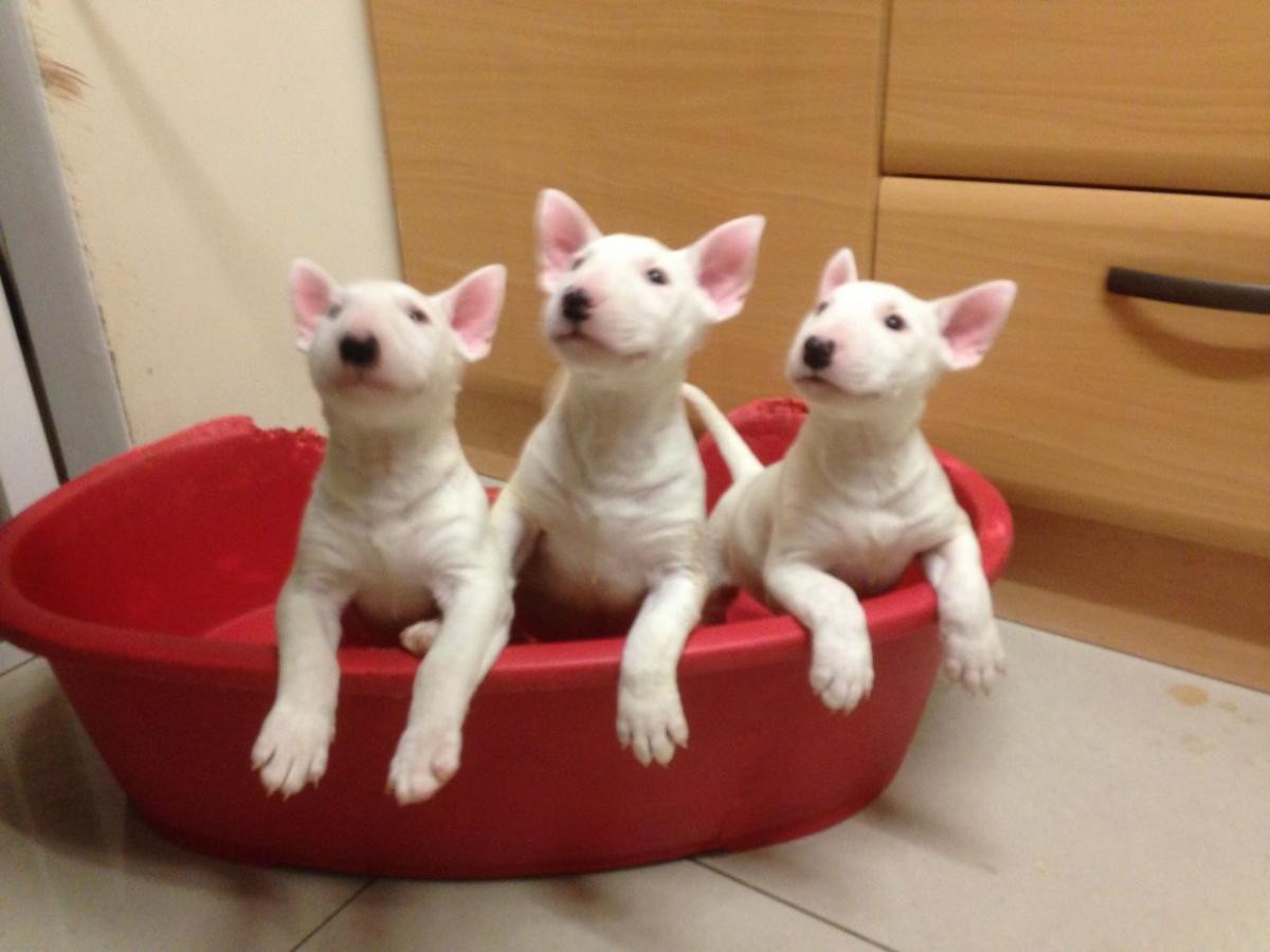 Bull Terrier Puppies For Sale Jersey City, NJ 121423