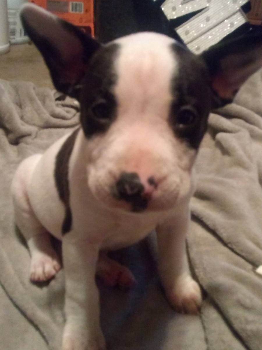 Bull Terrier Puppies For Sale WA 313939