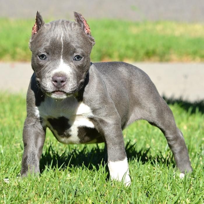 Blue And White Pitbull Puppies Available Now california, los angeles. 