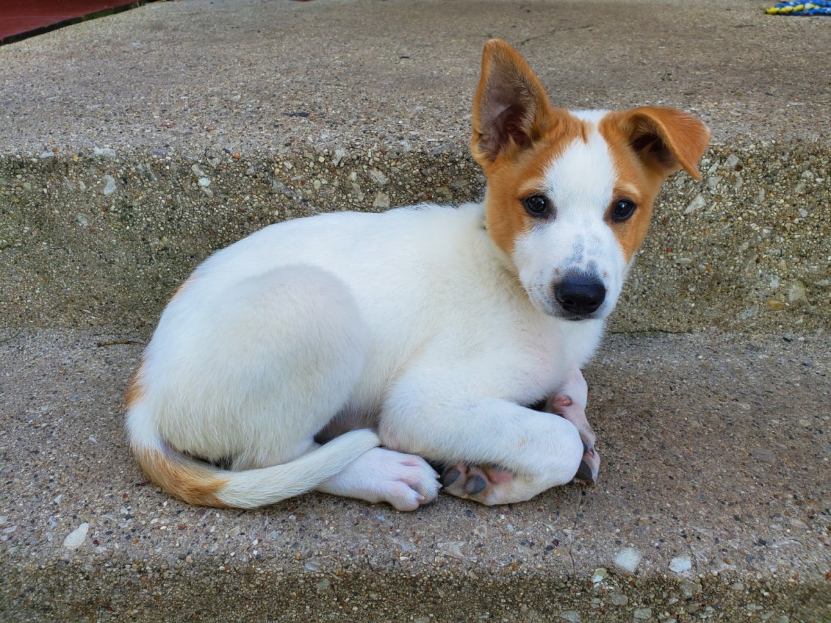 Canaan Dog For Sale (13) | Petzlover