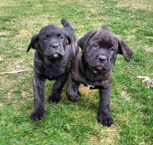 Cane Corso Puppies For Sale Kansas City, KS 78312