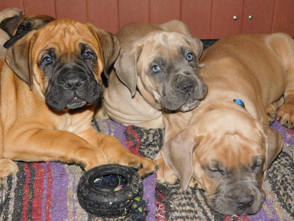 Cane Corso Puppies For Sale Houston, TX 110606