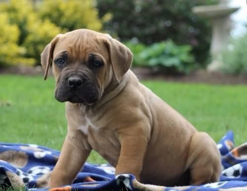 Cane Corso Puppies For Sale New York, NY 137693