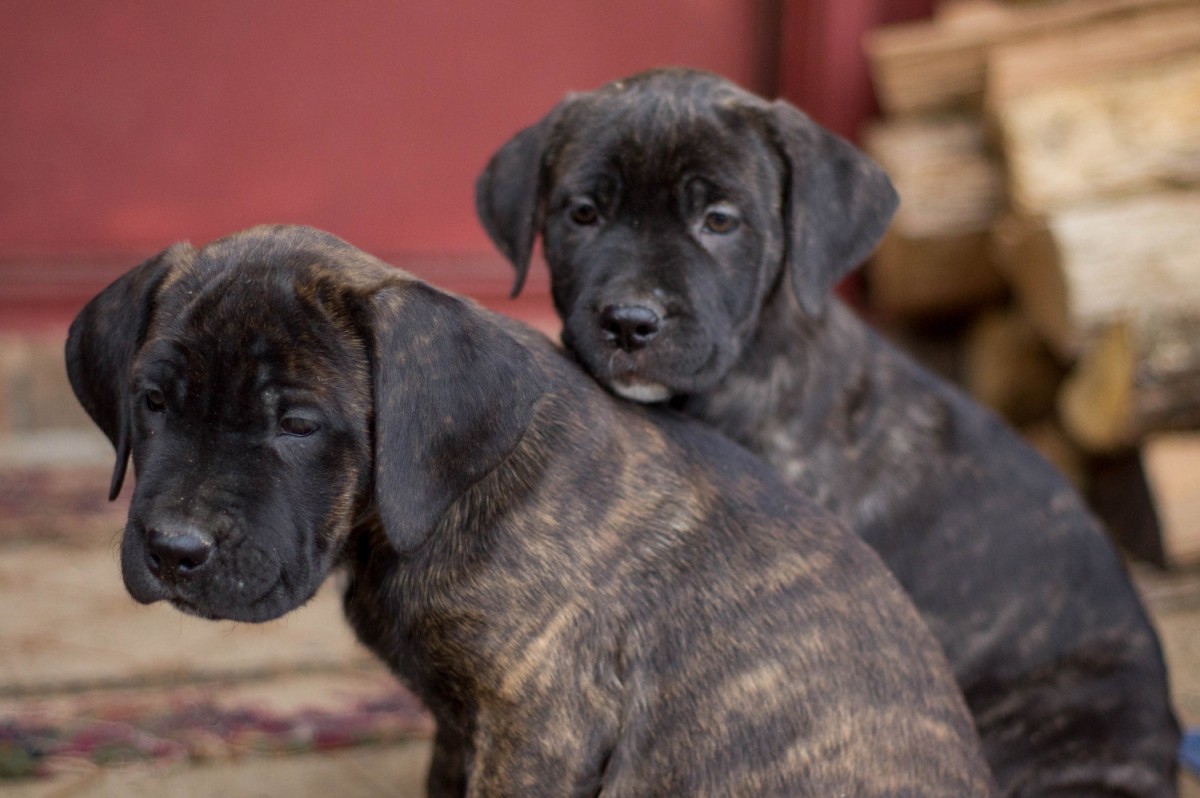 Cane Corso Puppies For Sale Whitesburg, GA 178522