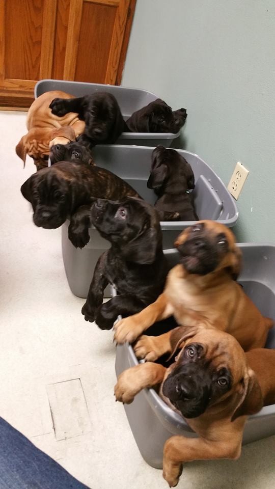 Cane Corso Puppies For Sale Asheville, NC 245256