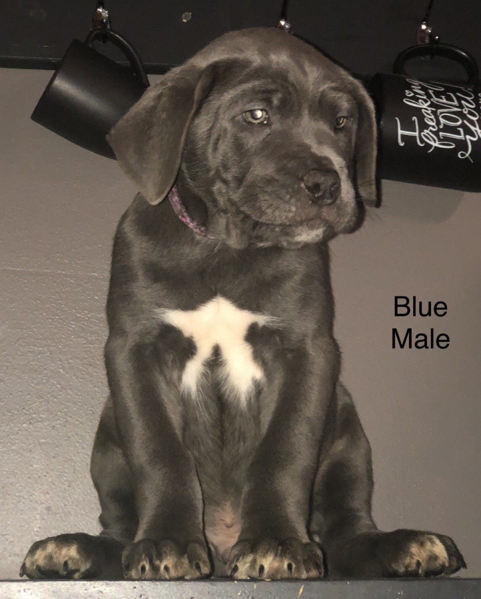Cane Corso Puppies For Sale Mount Holly, NJ 284942