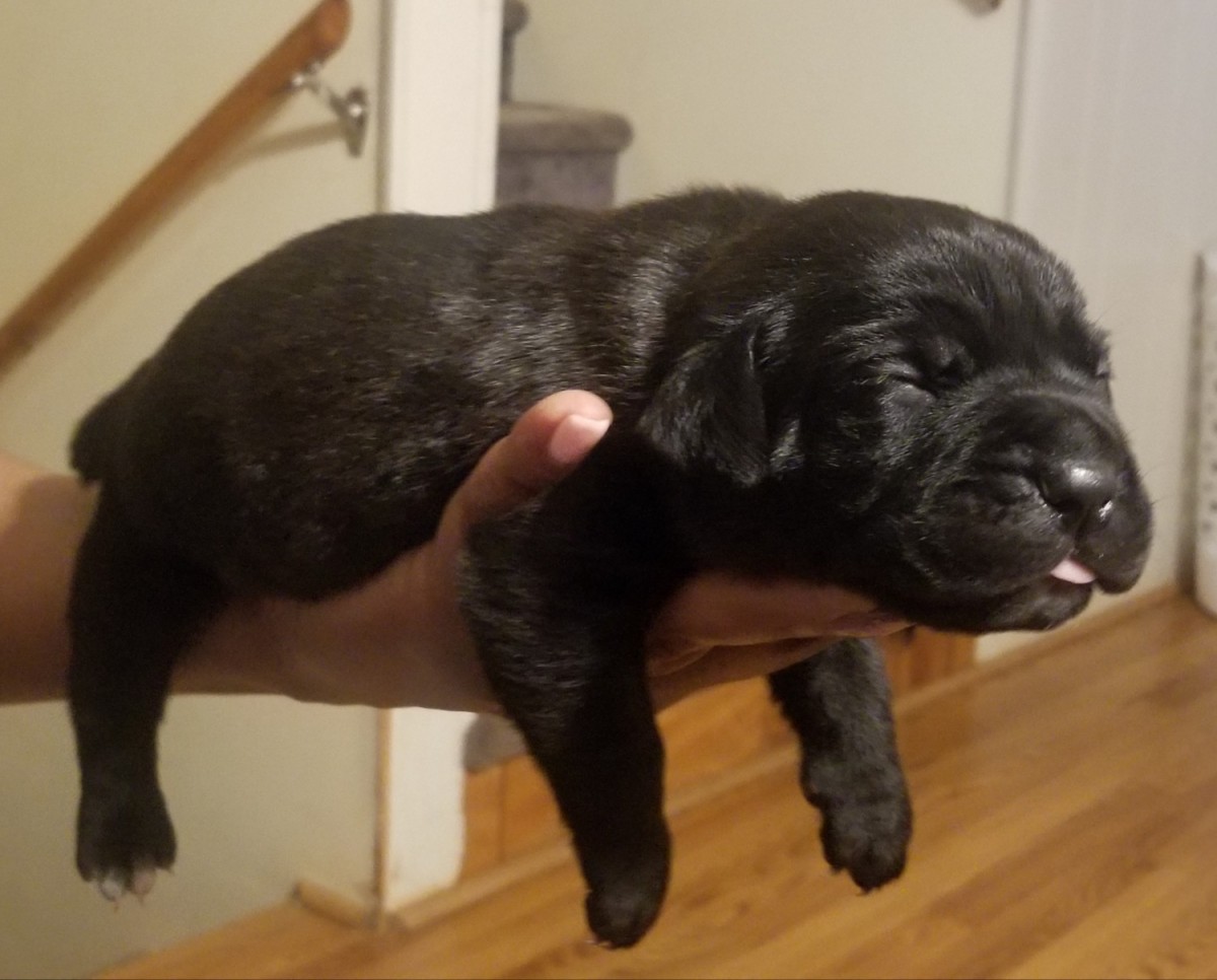 Cane Corso Puppies For Sale Charlotte, NC 288879