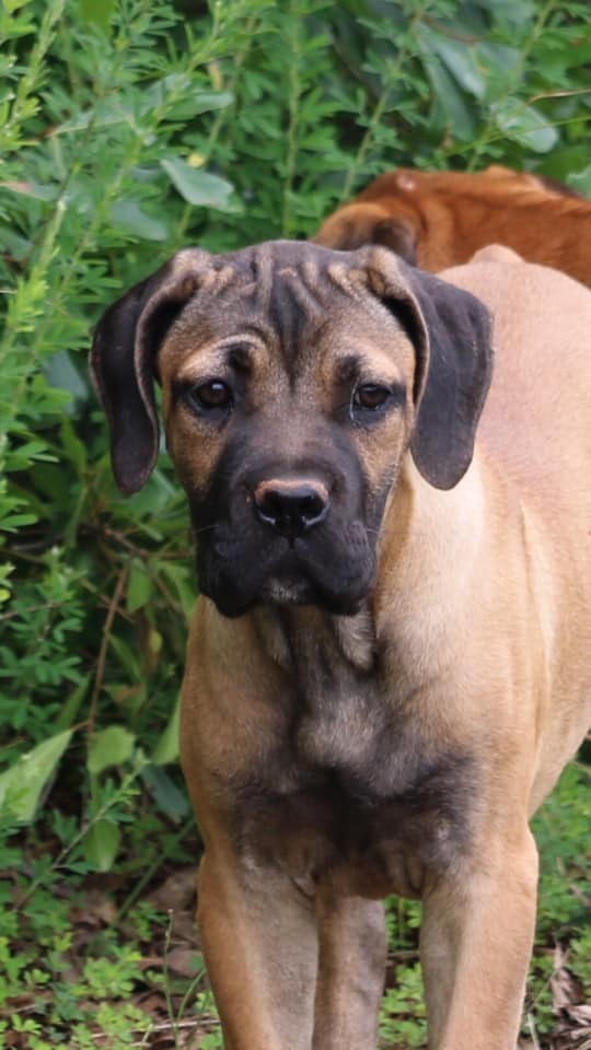 Cane Corso Puppies For Sale | Cemetery Road, SC #306257