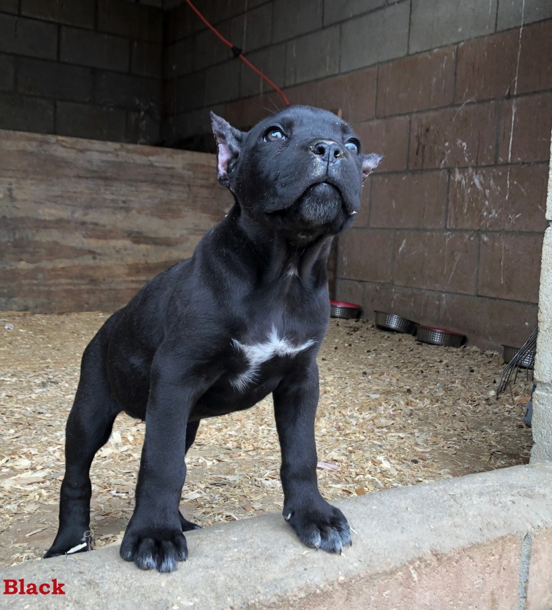 Cane Corso Puppies For Sale Palmdale, CA 317463