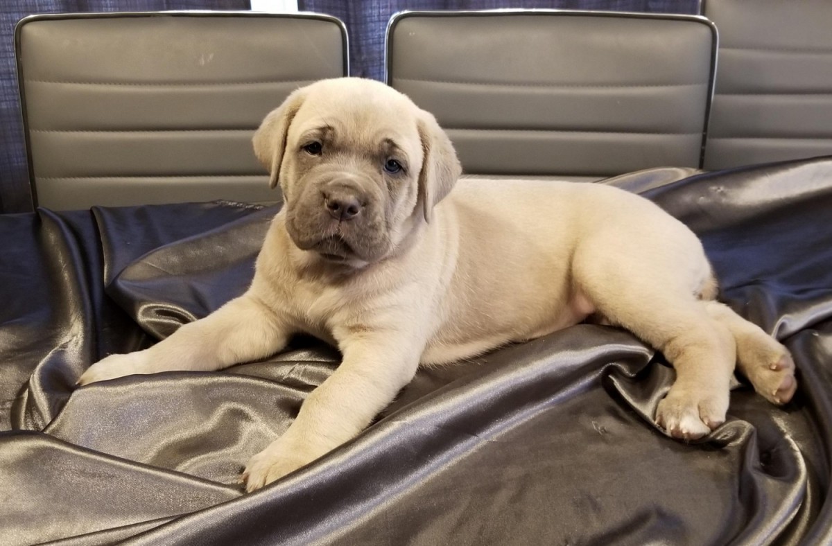 Cane Corso Puppies For Sale Sioux City, IA 326367
