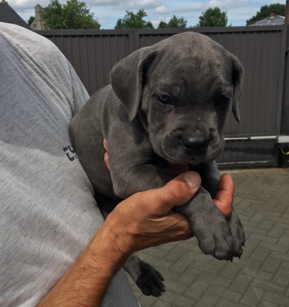Cane Corso For Sale in New Jersey (36) Petzlover