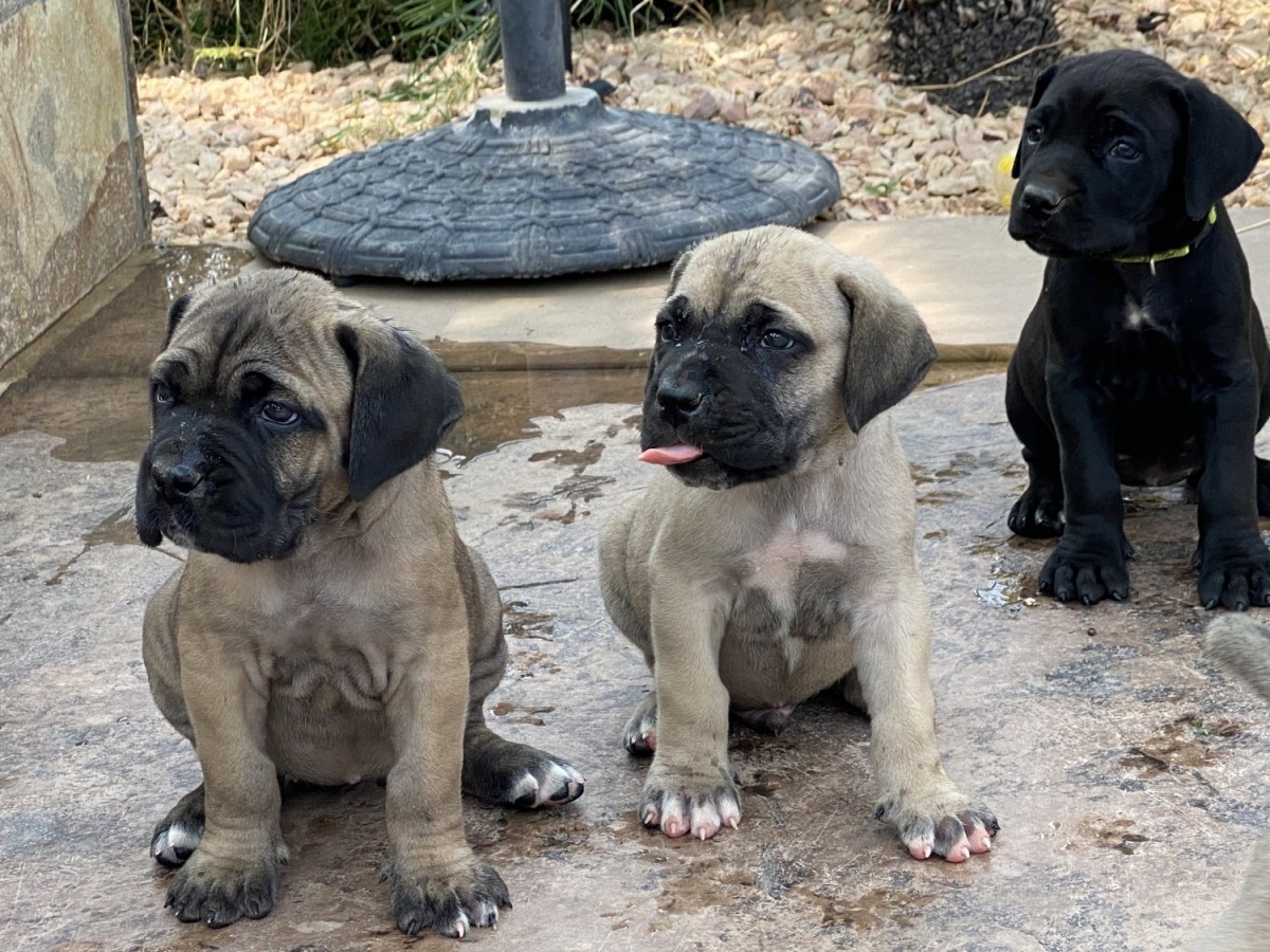 Cane Corso For Sale in Riverside County (14) Petzlover