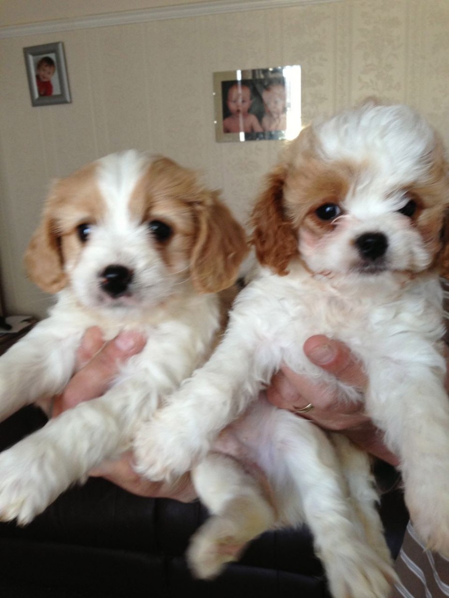 Cavachon Puppies For Sale Florida, NY 236070 Petzlover