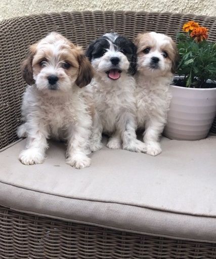 Cavachon Puppies For Sale Austin Tx 261501 Petzlover