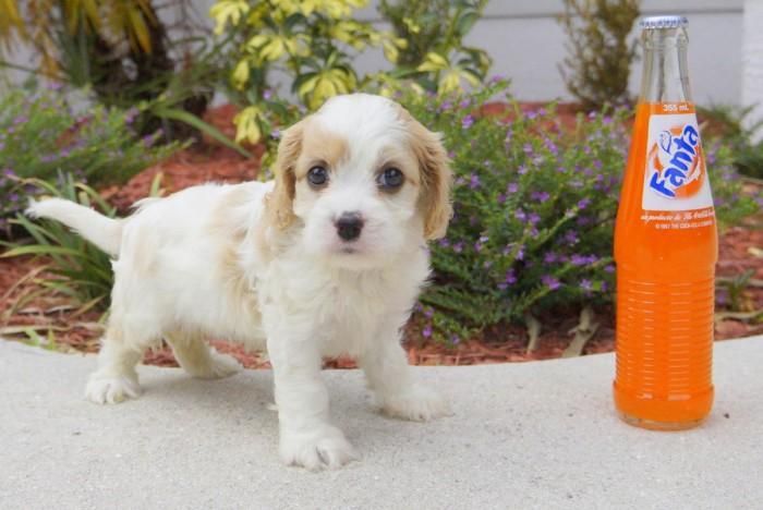 Cavalier King Charles Spaniel Puppies For Sale Buffalo