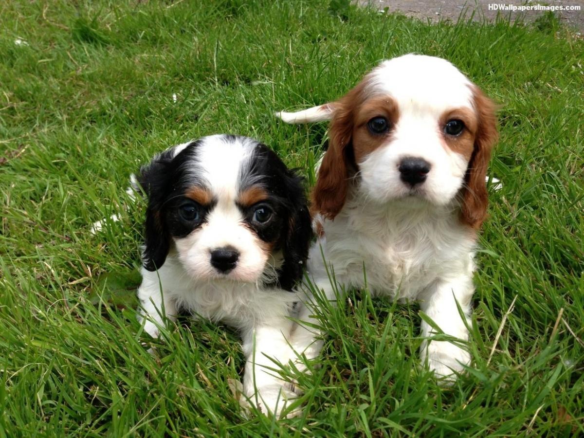 Cavalier King Charles Spaniel Puppies For Sale Richmond