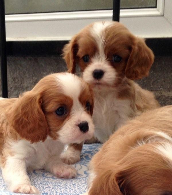 Cavalier King Charles Spaniel Puppies For Sale Costa