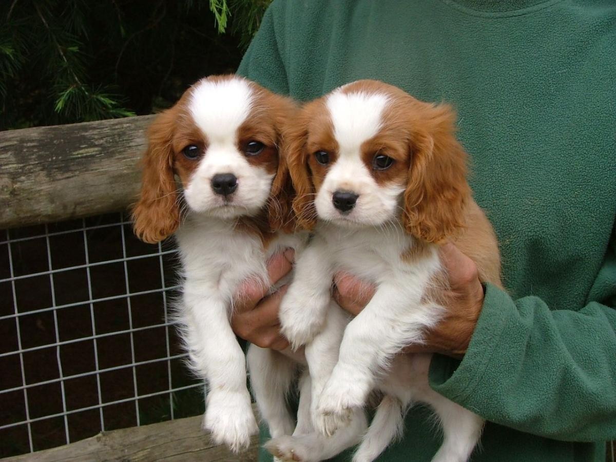 Cavalier King Charles Spaniel Puppies For Sale Columbia