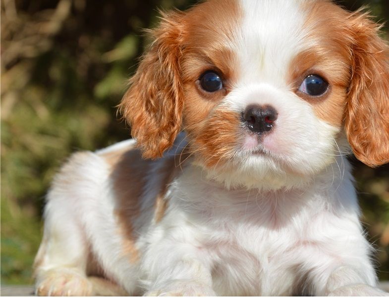 Cavalier King Charles Spaniel Puppies For Sale Miami, FL