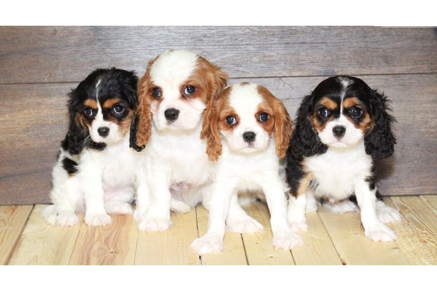 Cavalier King Charles Spaniel Puppies For Sale Milwaukee