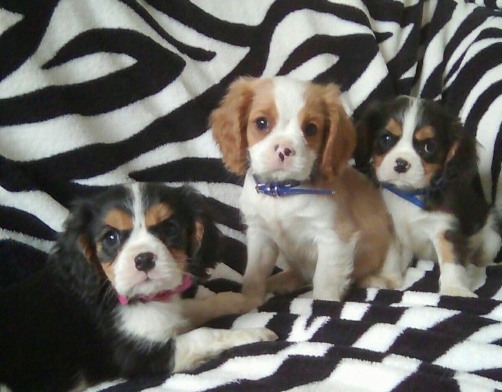Cavalier King Charles Spaniel Puppies For Sale White