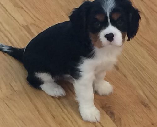 Cavalier King Charles Spaniel Puppies For Sale Mound, MN