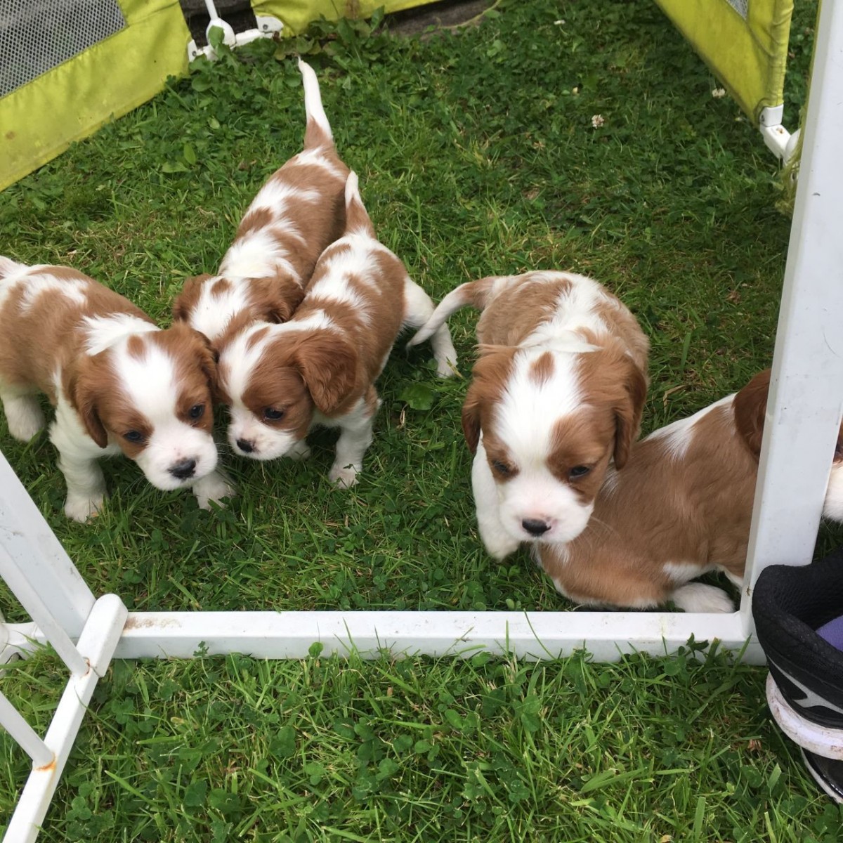 Cavalier King Charles Spaniel Puppies For Sale Allen