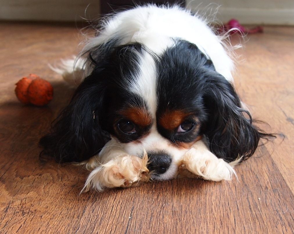 Cavalier King Charles Spaniel Puppies For Sale Blue