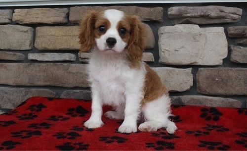 Cavalier King Charles Spaniel Puppies For Sale New York